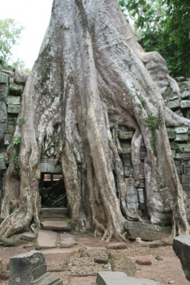 Камбоджа. Анкор. Деревья разрушили цивилизацию